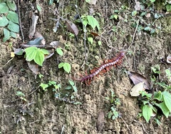 Scolopendra dehaani