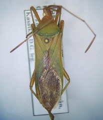 Homoeocerus