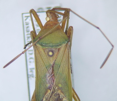 Homoeocerus