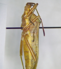 Homoeocerus