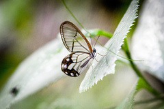 Pseudohaetera hypaesia