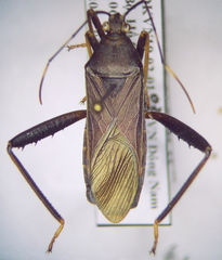 Cloresmini