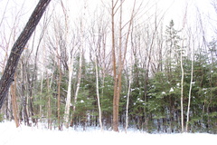 Acer pensylvanicum