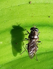 Adoxomyia