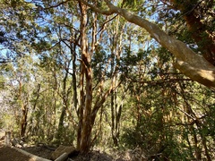Luma apiculata