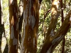 Luma apiculata