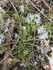 Callicladium imponens