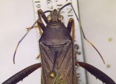 Cloresmini