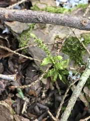 Callicladium imponens