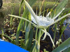Hymenocallis rotata