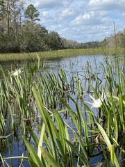 Hymenocallis rotata