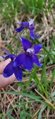 Delphinium bicolor