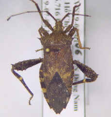 Acanthocoris