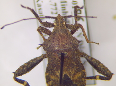 Acanthocoris