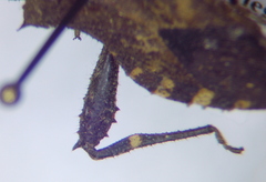 Acanthocoris