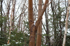 Acer pensylvanicum