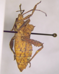 Acanthocoris