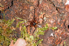 Dysderidae