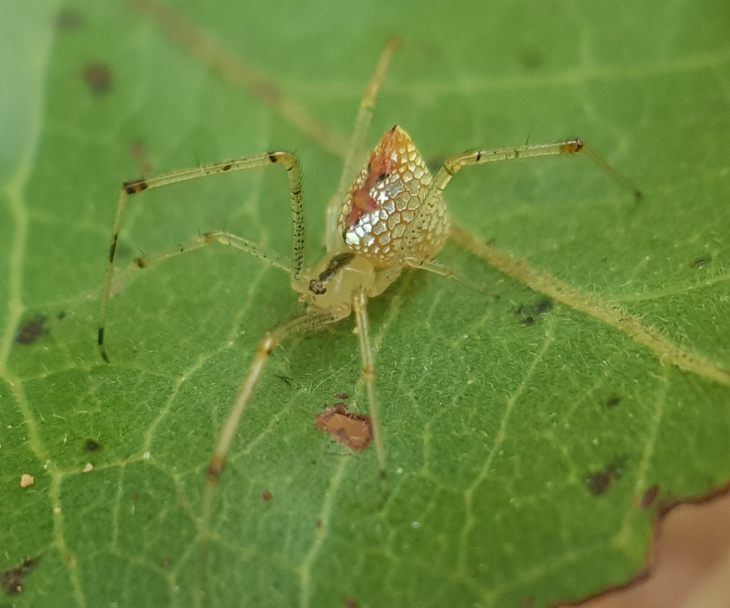 Thwaitesia argenteoguttata