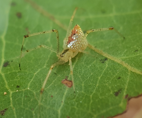 Thwaitesia argenteoguttata
