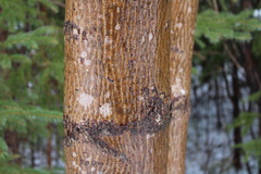 Acer pensylvanicum