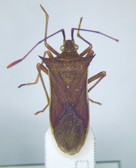 Gonocerini