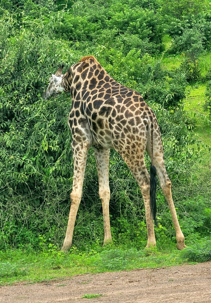 Giraffa giraffa giraffa, , by Matsoka