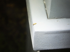 Aeoloderma agnata