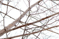 Acer pensylvanicum