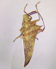 Gonocerini