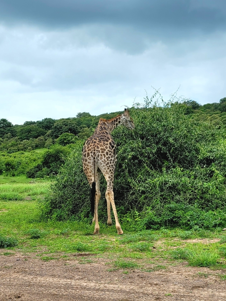 Giraffa giraffa giraffa, , by Matsoka