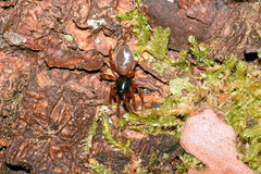 Dysderidae