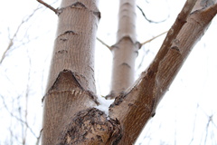 Acer pensylvanicum