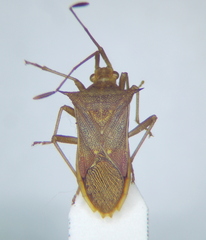 Gonocerini