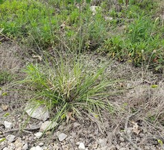 Carex molesta