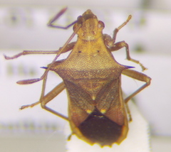 Gonocerini