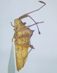 Gonocerini