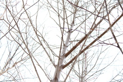 Acer pensylvanicum