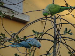 Psittacula krameri