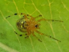 Neoscona rufipalpis