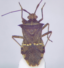 Gonocerini