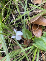 Viola primulifolia