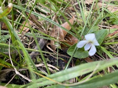 Viola primulifolia