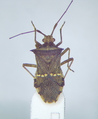 Gonocerini