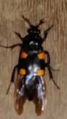 Nicrophorus quadrimaculatus