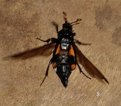 Nicrophorus quadrimaculatus
