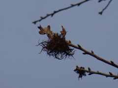 Andricus caputmedusae