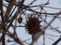 Andricus caputmedusae