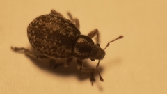 Philopedon plagiatum