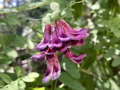 Vicia nigricans